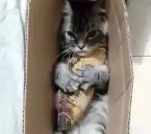 吸猫合集这是一只没有感情的杀手猫