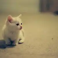 静物气质头像个性网微信头像图片大全