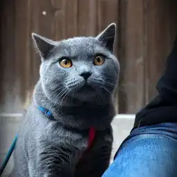 1月7日,猫奴铲屎大队之猫咪趴萌萌哒小蓝猫等你抱回家