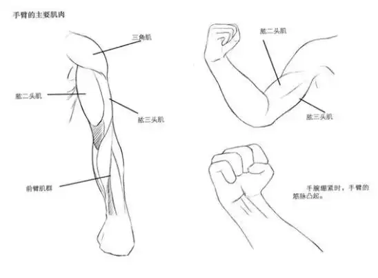 漫画人物手臂怎么画手臂的绘制方法教程