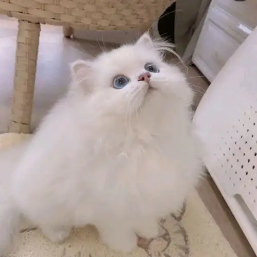 taennie做我的猫