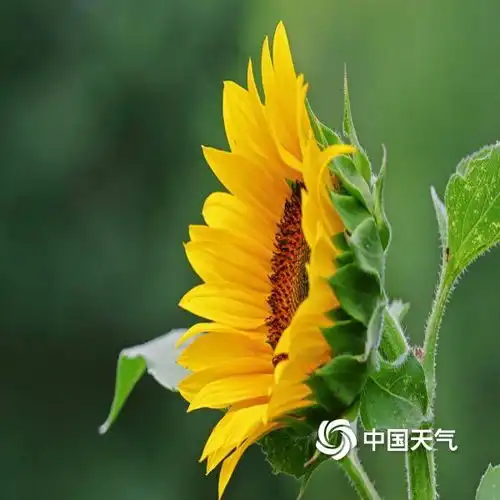 北京热意渐增向日葵花开灿烂