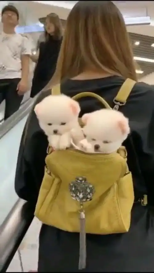 小姐姐这下真是亏大了,带着小奶狗逛超市,没想到被半路截胡