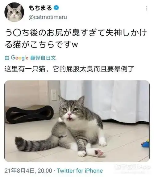 最可爱养成系小猫麻薯丸是如何成为顶流的还打破了世界纪录