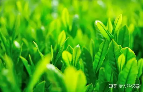 植物冠层图像分析仪监测植物生长