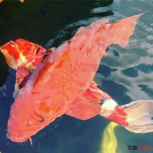 看着这些锦鲤,完全走不动道