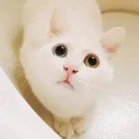 四动物头像可爱可爱动物头像