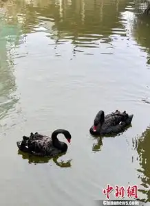 春江水暖鸳鸯先知