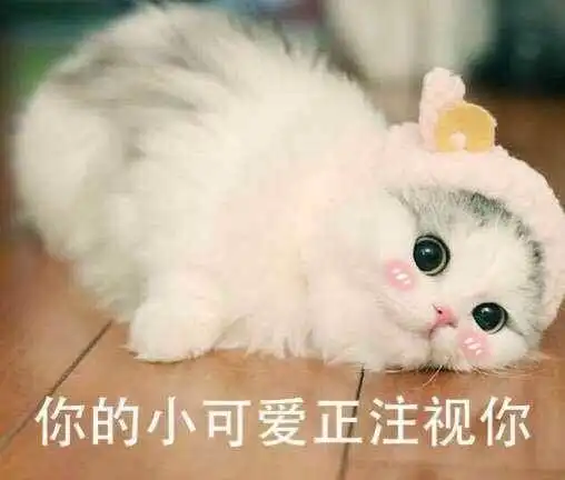 萌猫表情包带字图片萌猫表情包原图