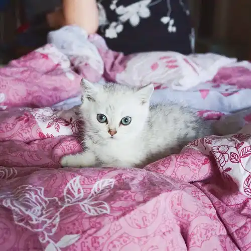 俩月大小英短银渐层公母都有