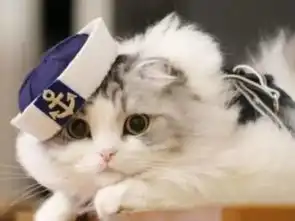 猫和狗到底该不该绝育你所担心的问题都在这里了