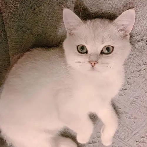 我家银渐层2000买来的,是自家后院养的,这个品相怎么样,没有尾环