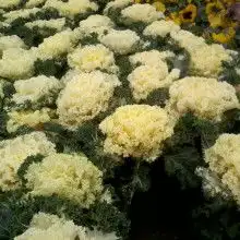 深冷色墙布价格深冷色墙布公司图片视频