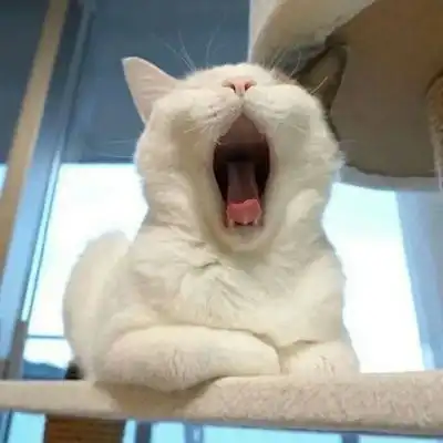 苏兮可爱小猫咪头像