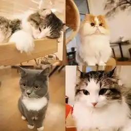 前方高能无锡这8家餐厅已被动物占领,收复失地迫在眉睫