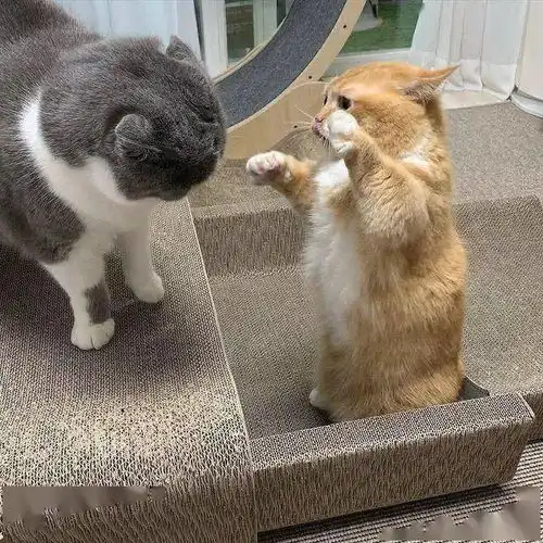 两只短腿猫打架,场面有点可爱