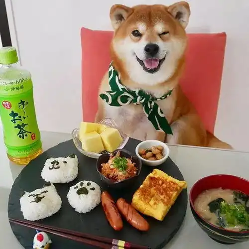 拥有超治愈笑容的日本柴柴,我的狗年头像有着落了