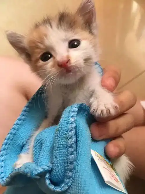女孩逛街捡只猫,喂养一周去宠物店驱虫时,老板直呼我赚了