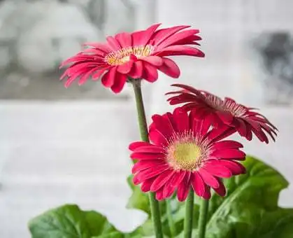 7天后,桃花缠身,满身是伤,放下矜持,何必折磨,携手人间属羊网易订阅