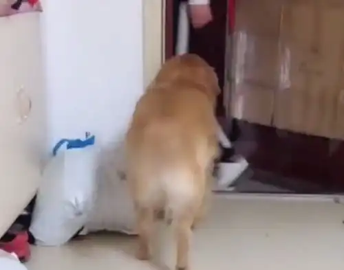 金毛主动帮主人提吃的回家,下一秒男子却大吼傻狗,把门打开