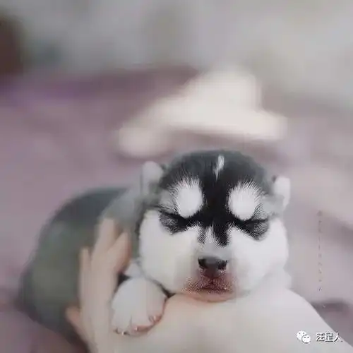 妹纸晒出刚出生没多久的哈士奇,结果网友全都惊呆了,萌爆