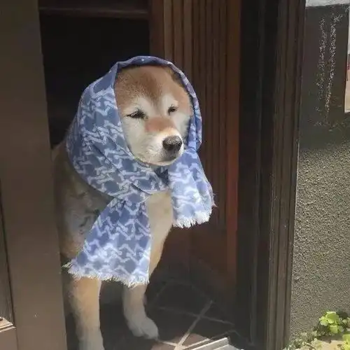 分享一组搞怪头像