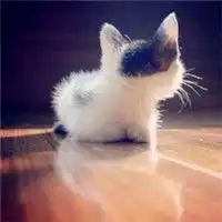 可爱猫咪系列微信头像微信头像图片大全