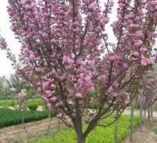 黄页88高清图片