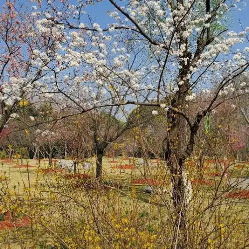 顾村公园门票,顾村公园游玩攻略360地图