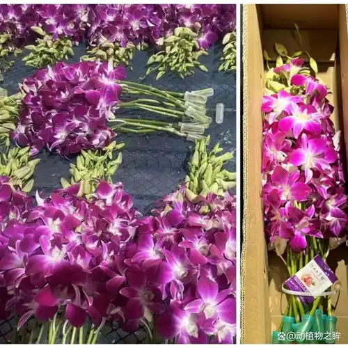 兰花的花语象征与寓意从高贵到纯洁的多重象征