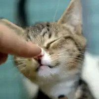 可爱至极的萌系猫咪微信头像图片