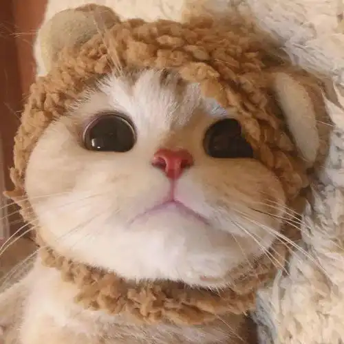 超多女生都用过它们做头像,你是其中之一吗