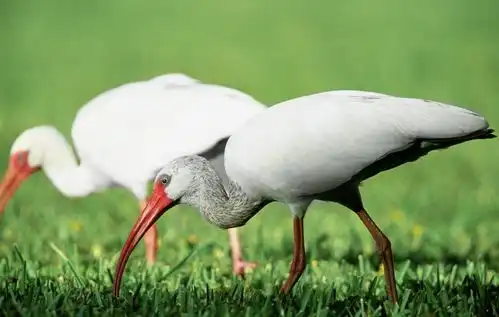 强基计划报名的四种情况,你家孩子是哪一种
