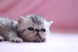 家有小奶猫