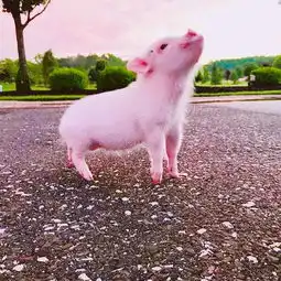 仙女养的猪情侣头像