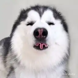 哈士奇犯浑的图片,张张笑到抽筋