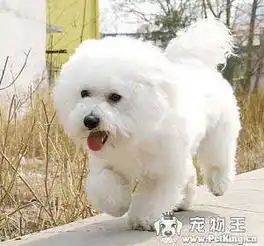 最漂亮的那些品种的狗狗漂亮可爱呢最好有图片介绍