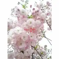 山东诸城晚樱系列之白妙樱白妙樱樱花基地