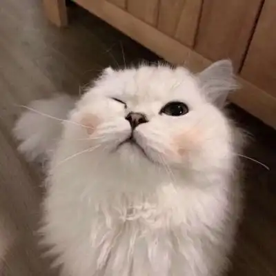 微信头像猫咪萌图片2020最新可爱猫咪头像大全