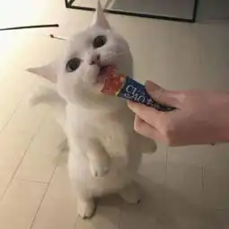最萌猫咪微信图像32