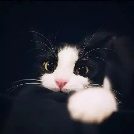 猫系男生动漫可爱头像蓝