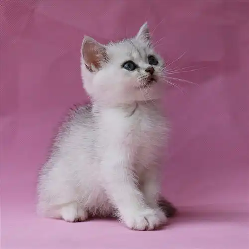 图天津汉沽猫舍直销银渐层一般多少钱一只天津宠物猫