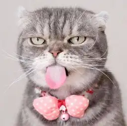 猫系人物头像猫哥