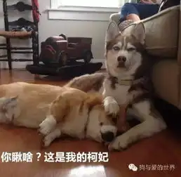 别单身狗单身狗的叫了,这年头连狗都不是单身了