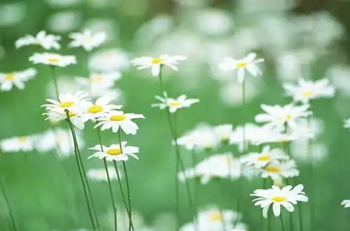 沈丹萍在家辛苦的做卫生,外国老公说了句话,气得她立马把人赶了出去