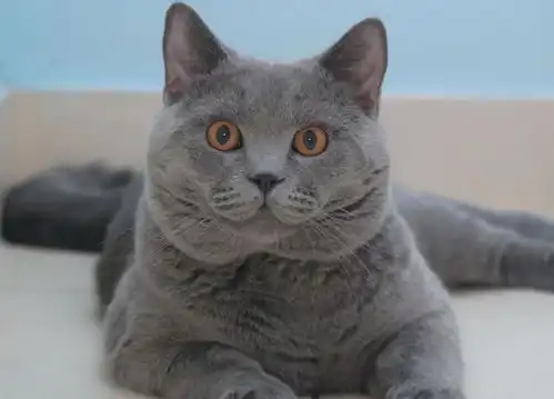 养成系猫咪视频蓝猫