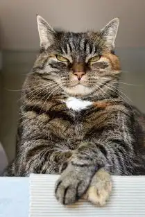 中华田园猫小猫咪
