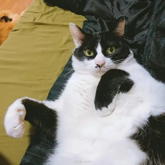 deadjo的相册二傻子日常