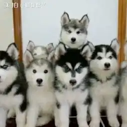 萌狗狗哈士奇可不可爱