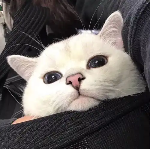 头像希望我和还没到的快递一样令你牵挂